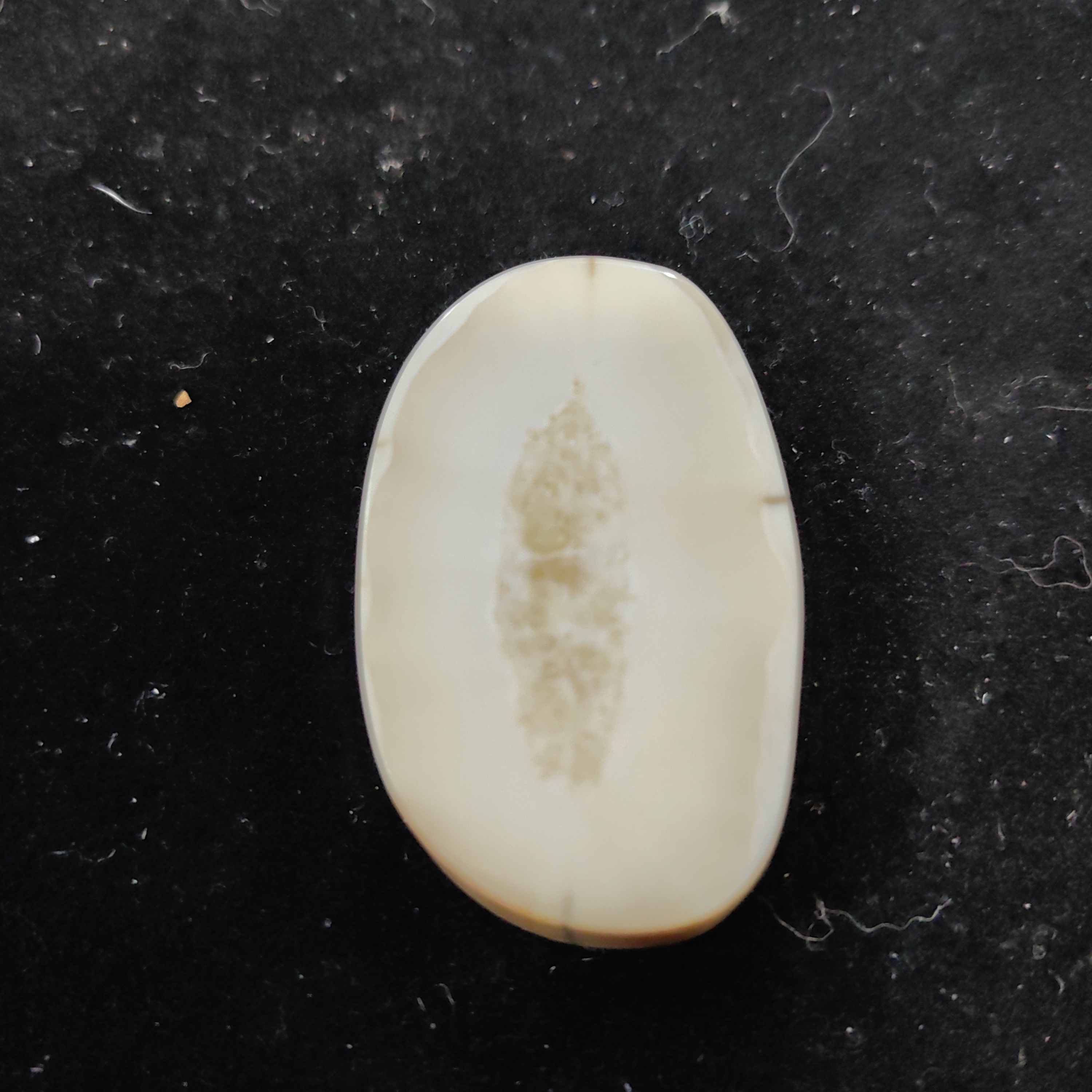 猛犸猛犸虬饼子WT503