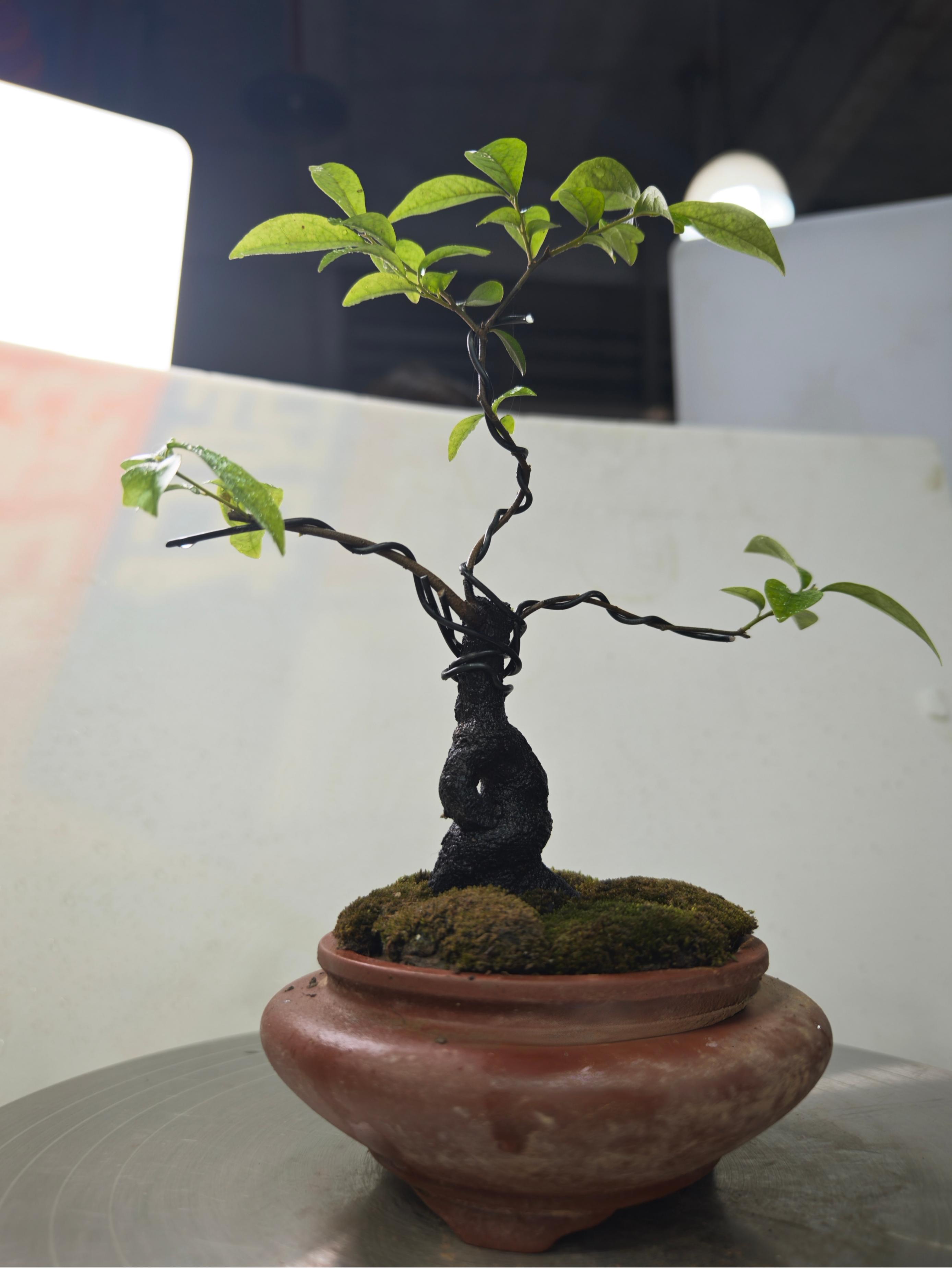 金弹子黄荆坨坨桩，古朴之躯藏雅韵，天然奇态绽逸姿盆景盆景植物