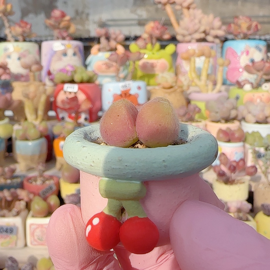 可爱小毛翠 盆口2cm