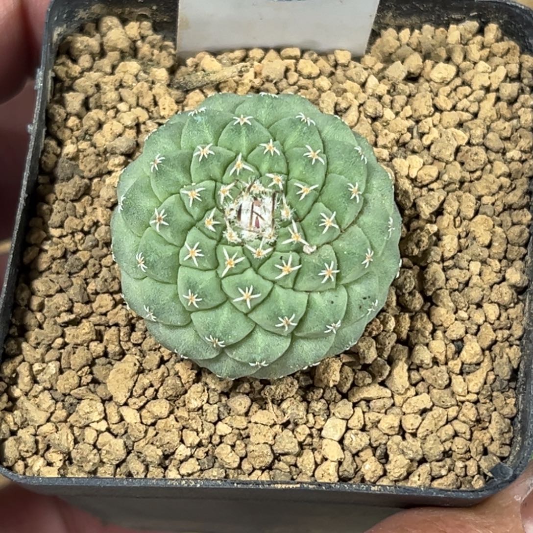 588实生菊水带盆带土发货