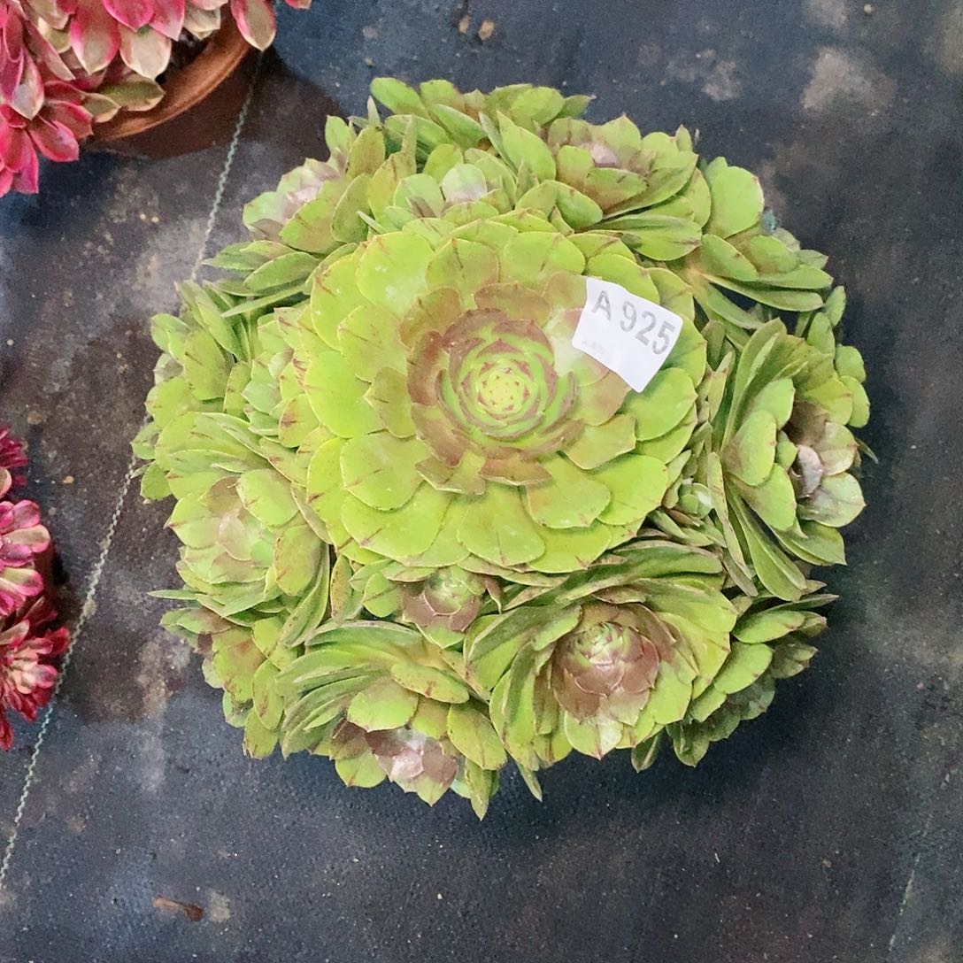 万拉丝925多肉111111