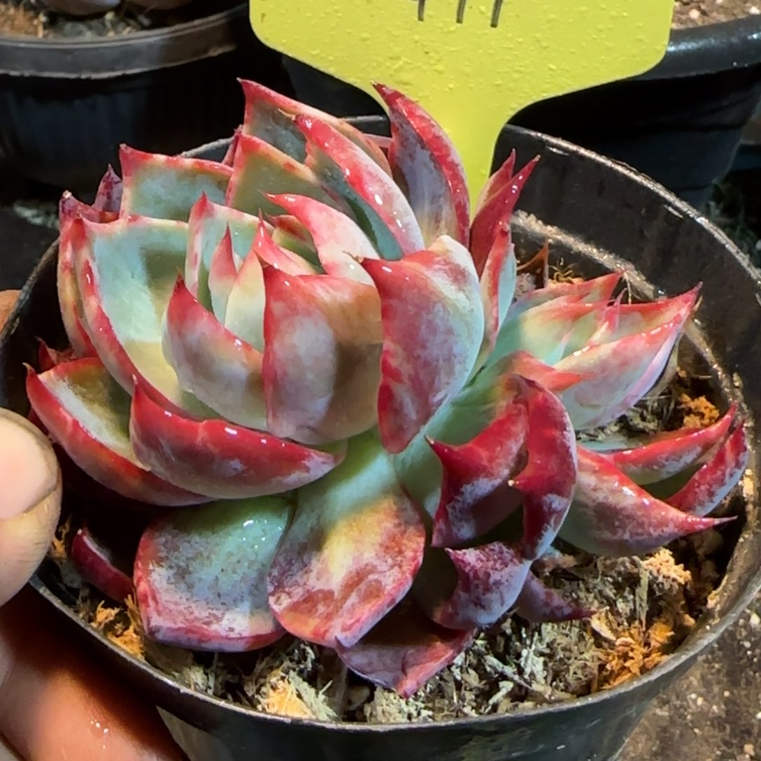 惊鸿一物一拍包装收缩花旱411