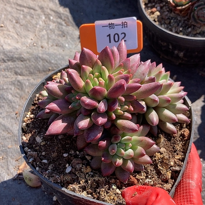 102 一物一拍不退不换