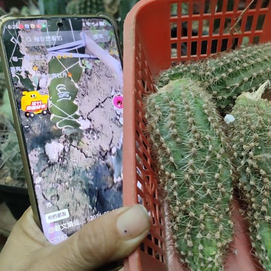 仙人球cc187侧芽徒