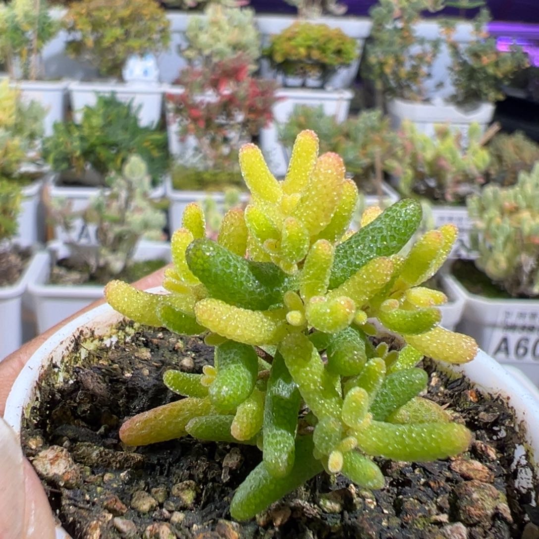 28-721枝干番杏多肉假猪五圆盆