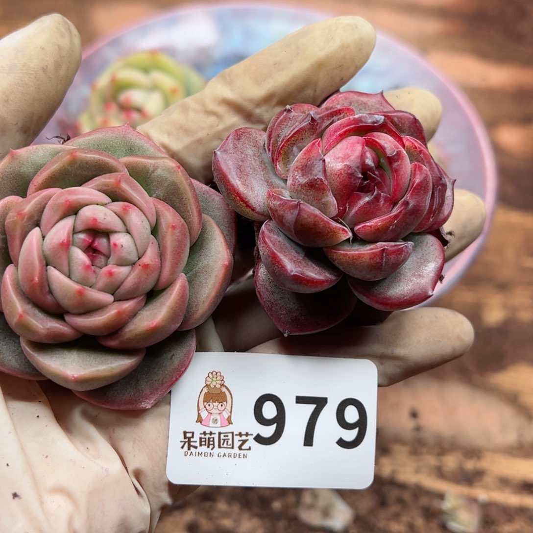 多肉植物多肉植物