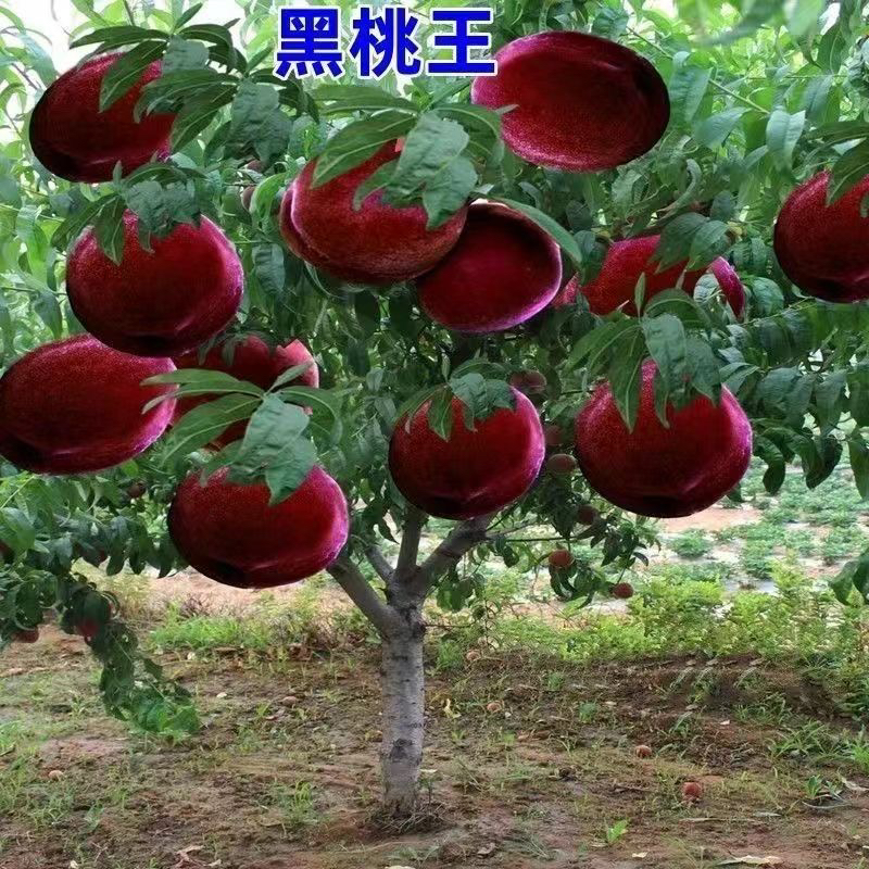 桃树苗直播间一物一拍（盆栽地栽）南北方种植