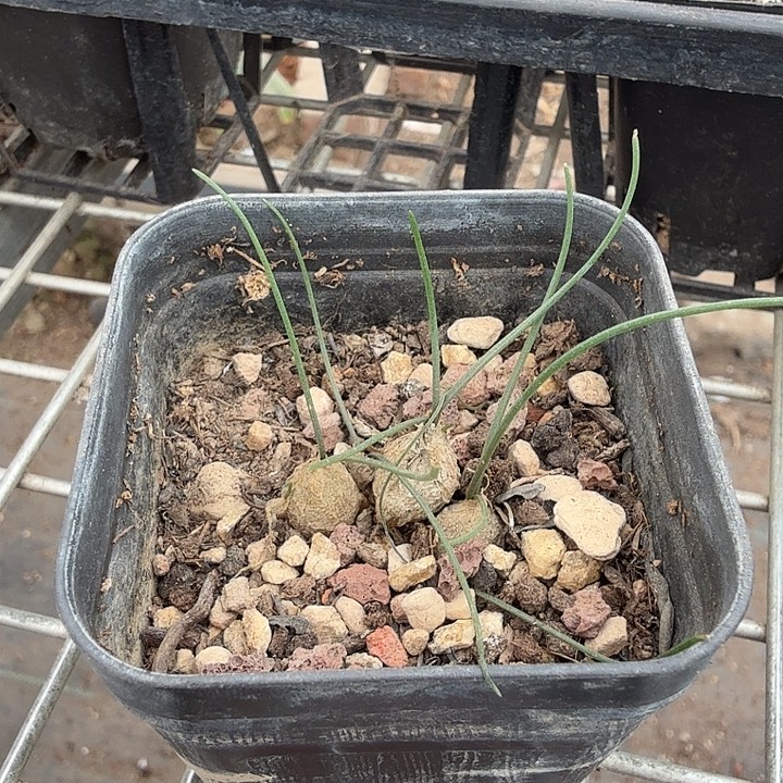 水晶灯台百合6仙人球