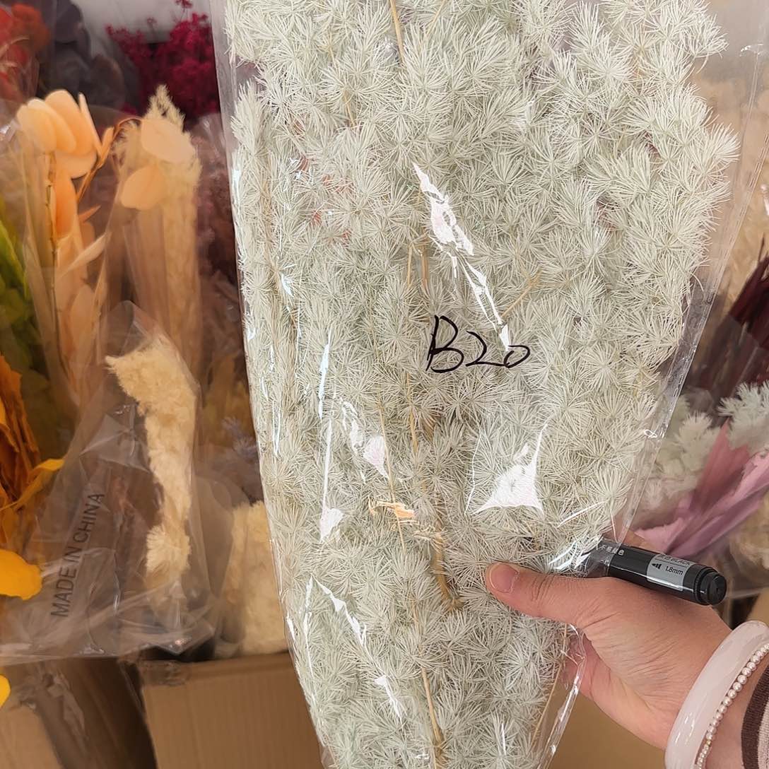 B20号浅蓝色不售后蓬莱松