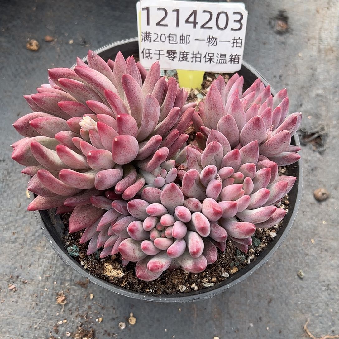 1214203 车厘子美人群生多头