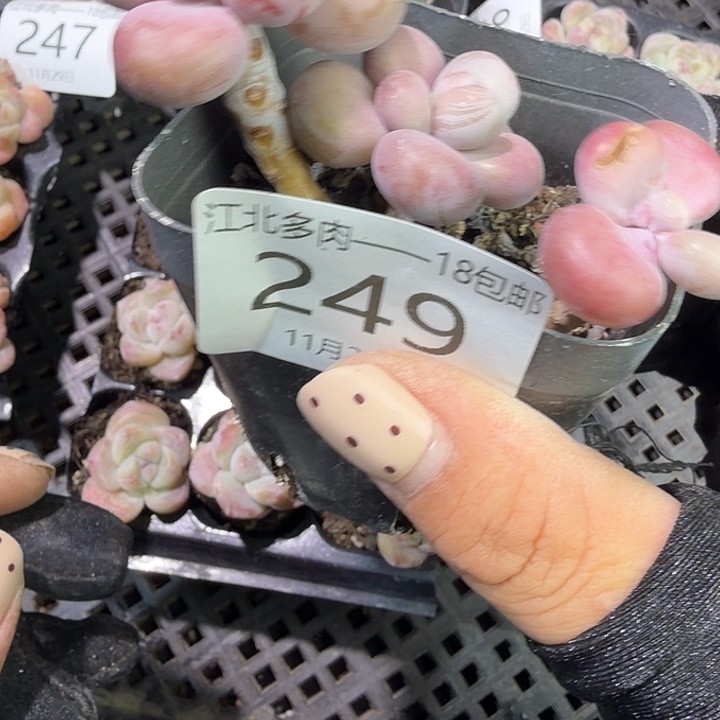 249 号到手1框江北多肉