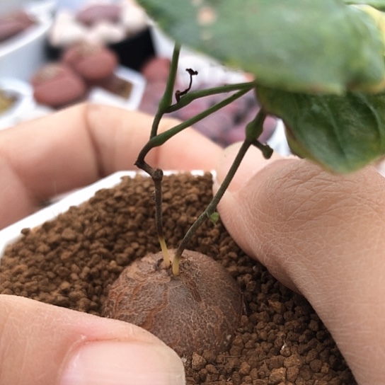 1245，2.3厘米龟甲龙包邮特价