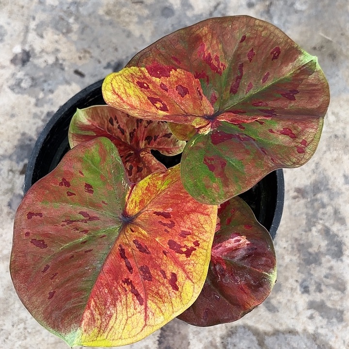 62-1127月光广东现货