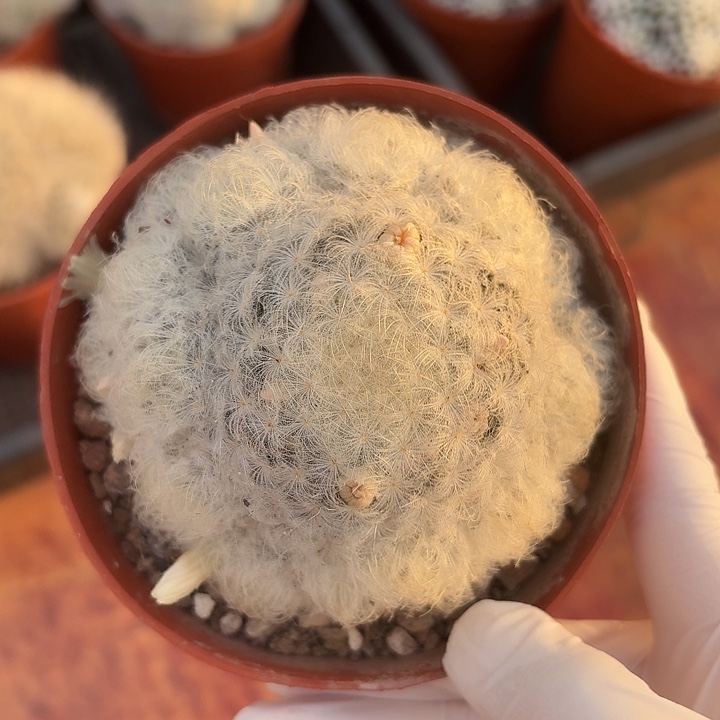 白星仙人球2号仙人球