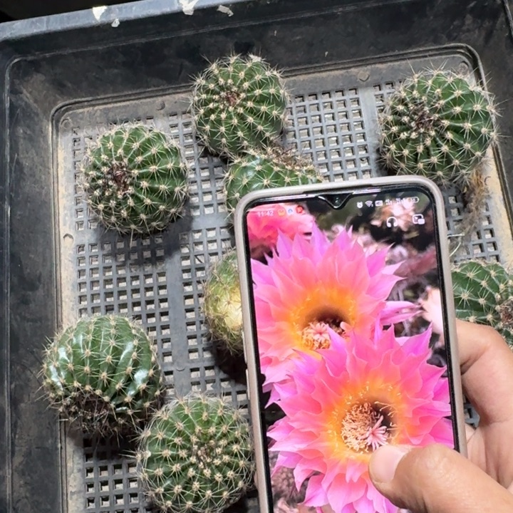 245彩草1147歪4公分左右无根侧牙，20包邮