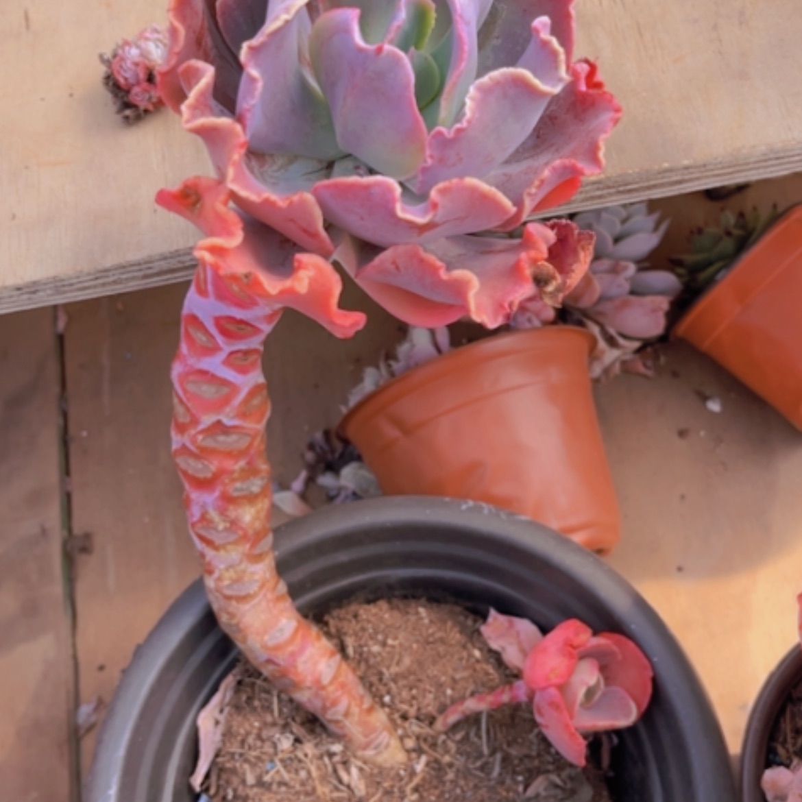 【闪购商品】红婚纱16120