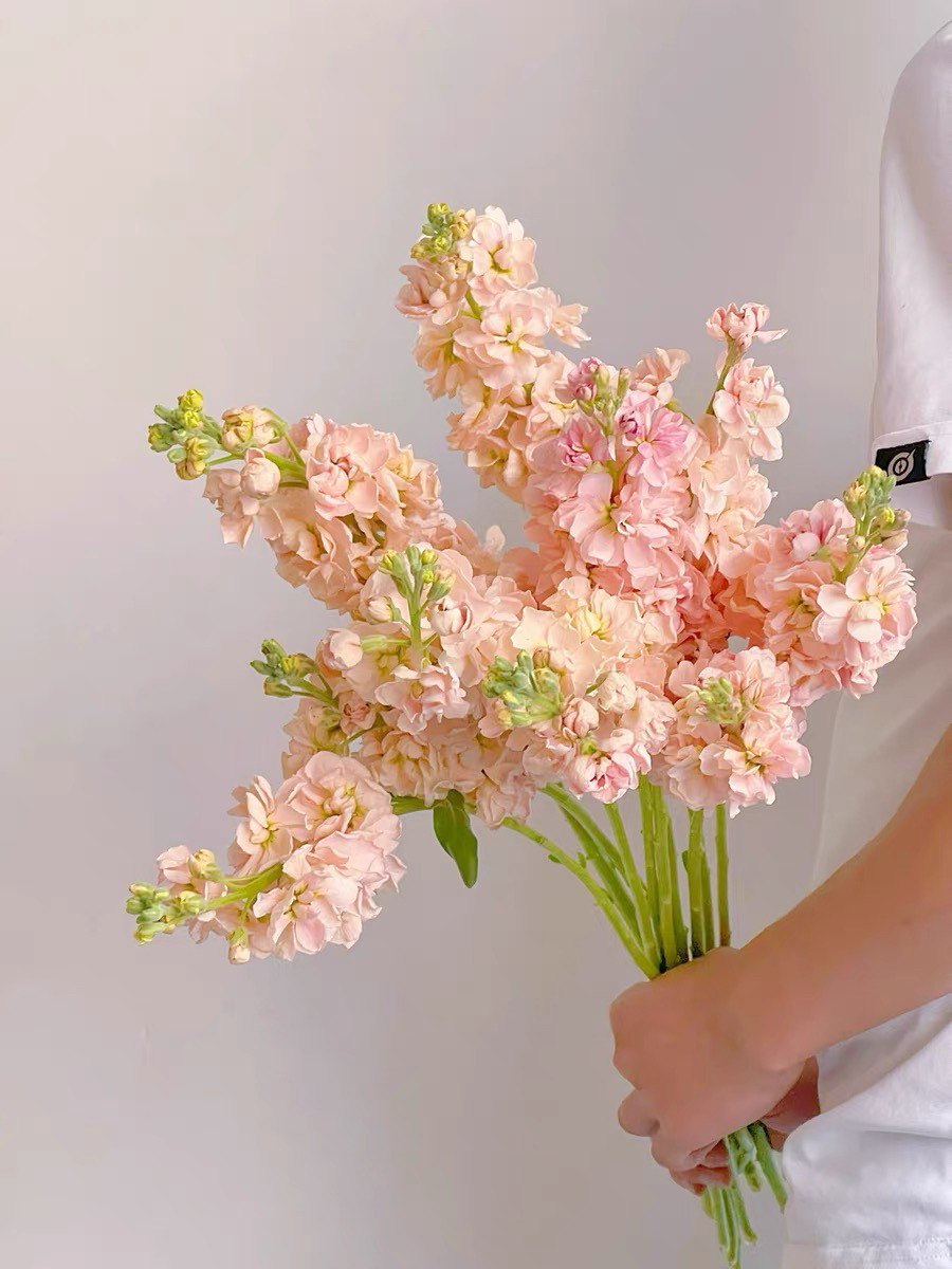 紫罗兰8+2防损 粉色小雏菊8+2防损 红色洋牡丹6+4防损 3把花