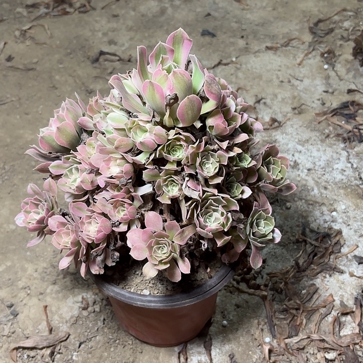 多肉植物法师香妃4
