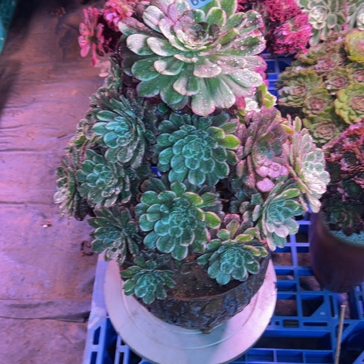 水彩画653多肉法师