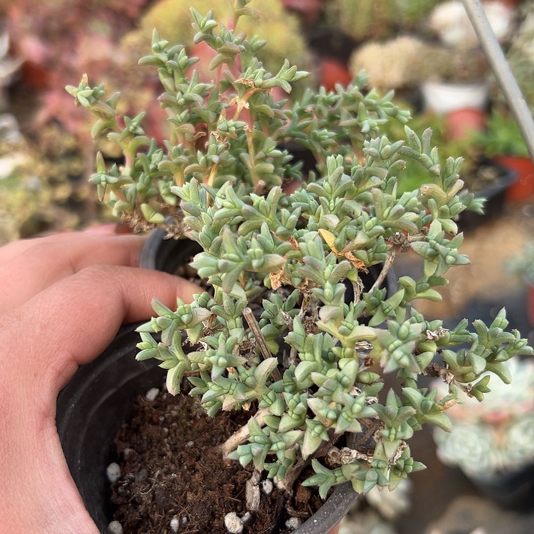 ´***匠多肉植物两颗刺陵