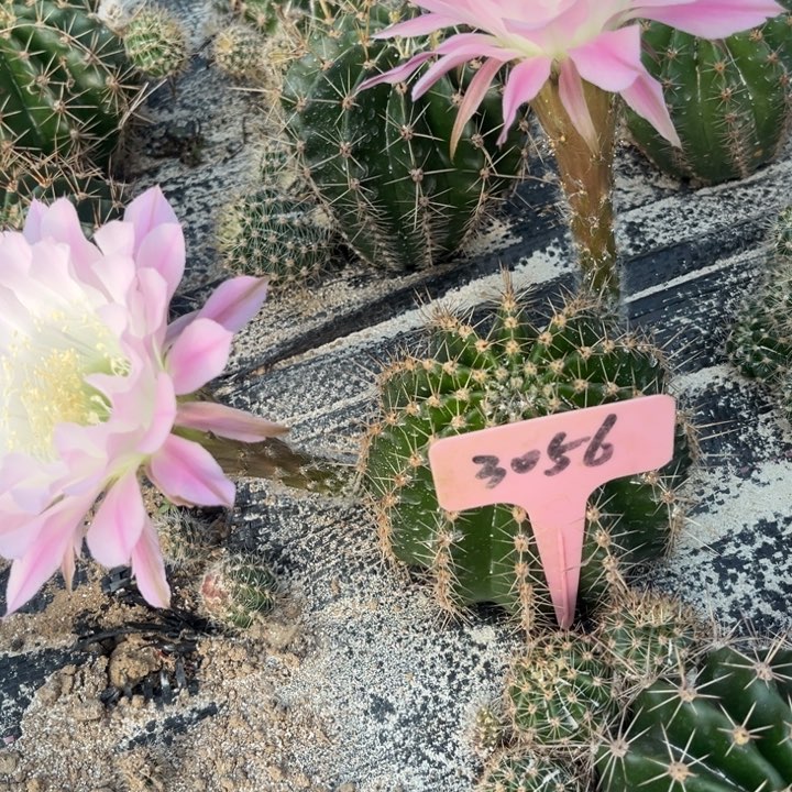 彩草仙人球3056号