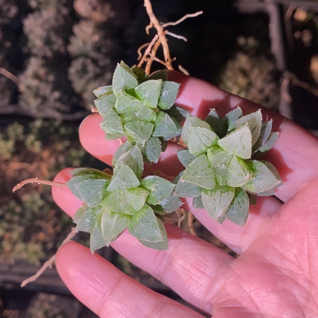 2316 一颗新冰砂糖 做手捧花首选 双蛋福利