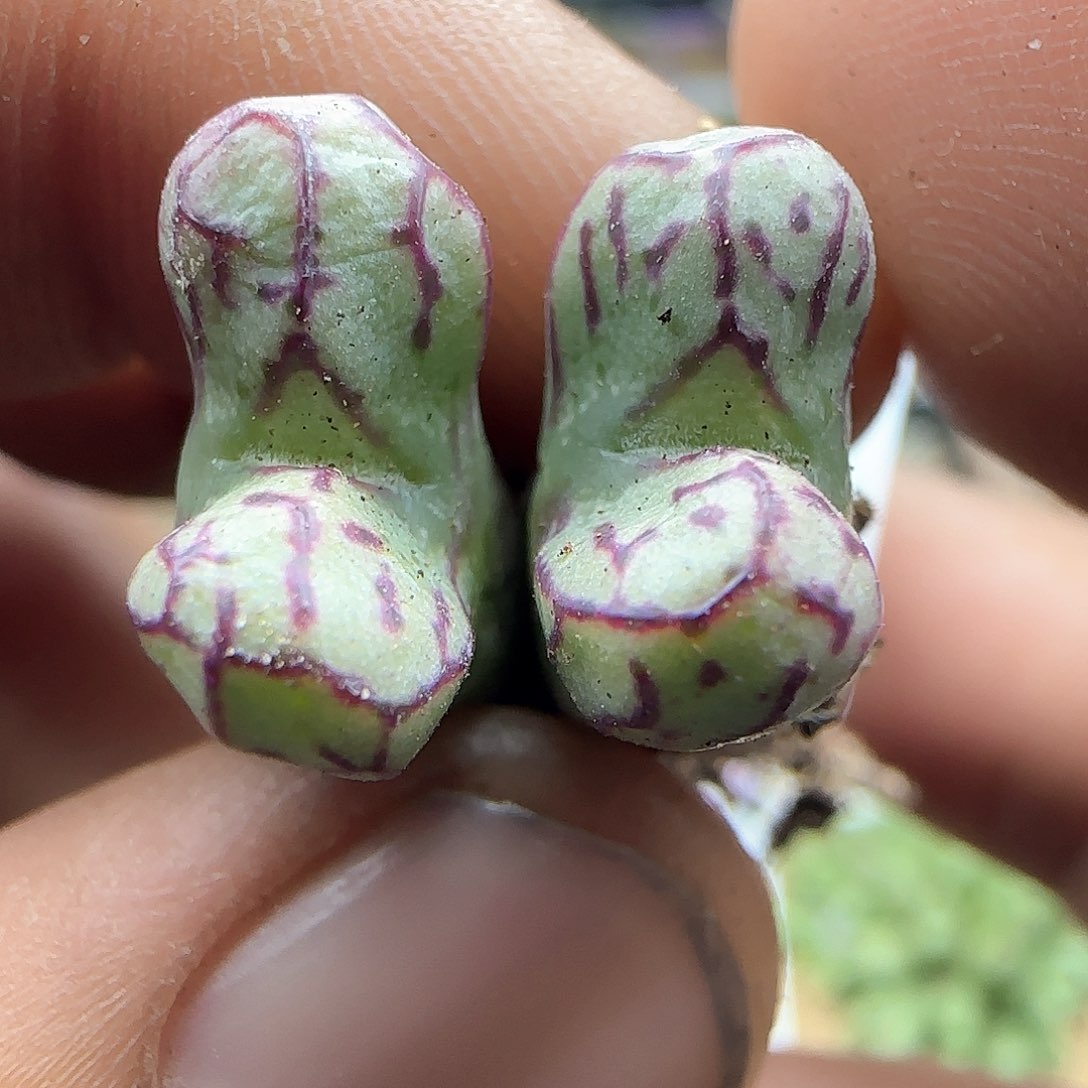 大年初三快乐23215