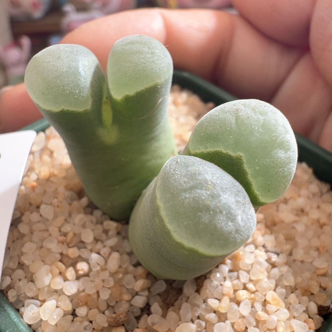 175。青蛙优选墨绿体白窗2151双头大母本