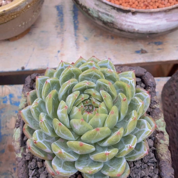 多肉乐园雪花珍泥