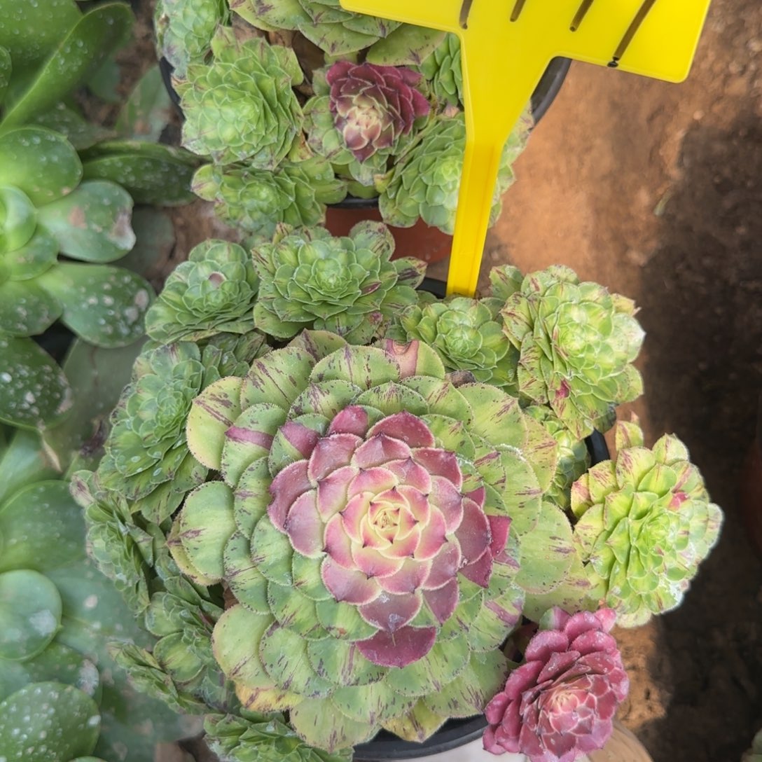 马***跑3-9179---知否。知否