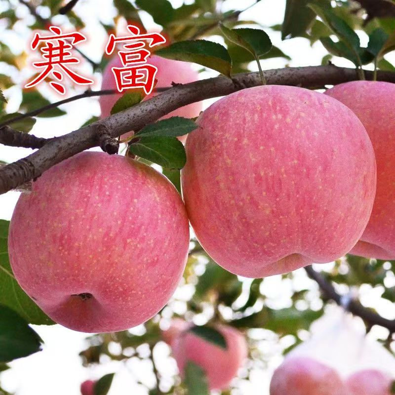 苹果树苗新品嫁接红富士寒富苹果盆栽地栽南方北方种植苹果苗树