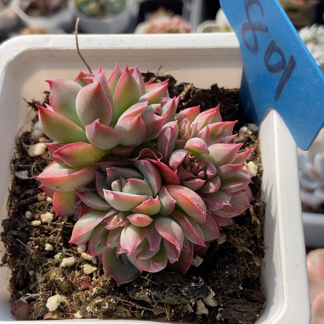 801侧影多肉植物保护