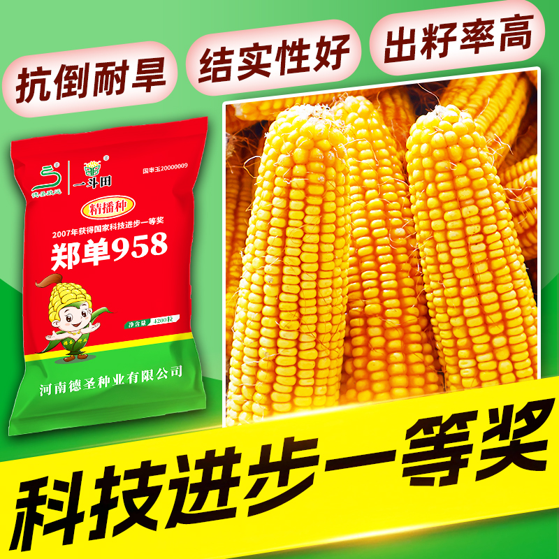【划算4袋组合装】国审农科院正品郑单958高产量玉米种子矮杆抗倒伏