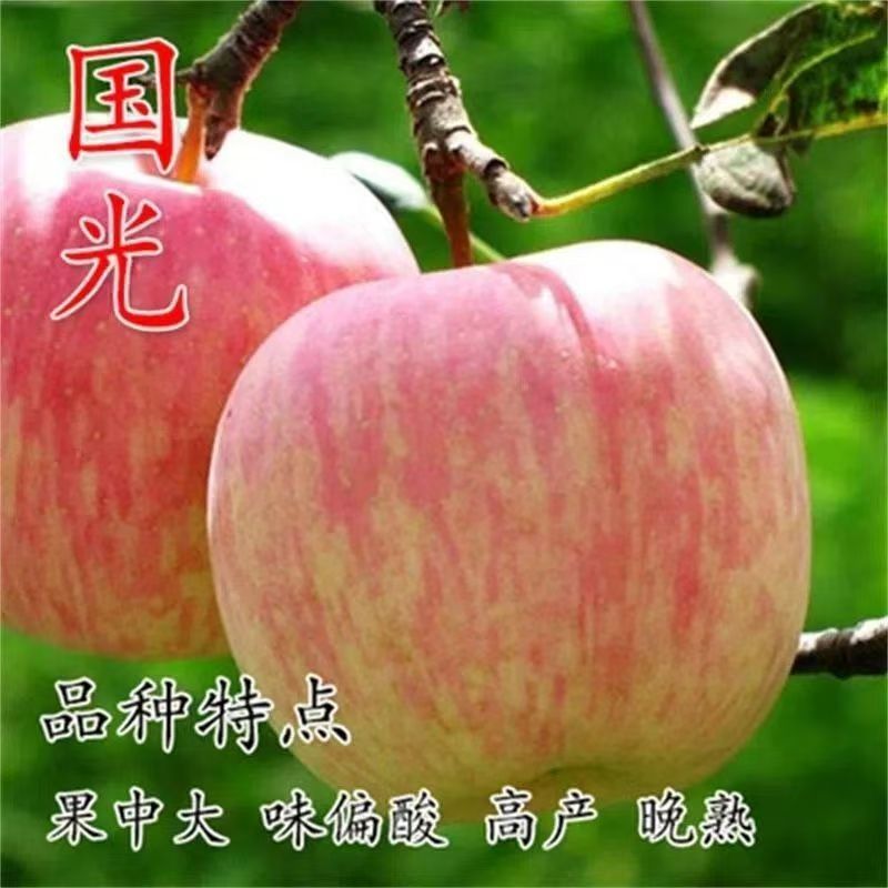 国光苹果树嫁接四季种植地载庭院果树苗盆栽矮化特大脆甜当年结果