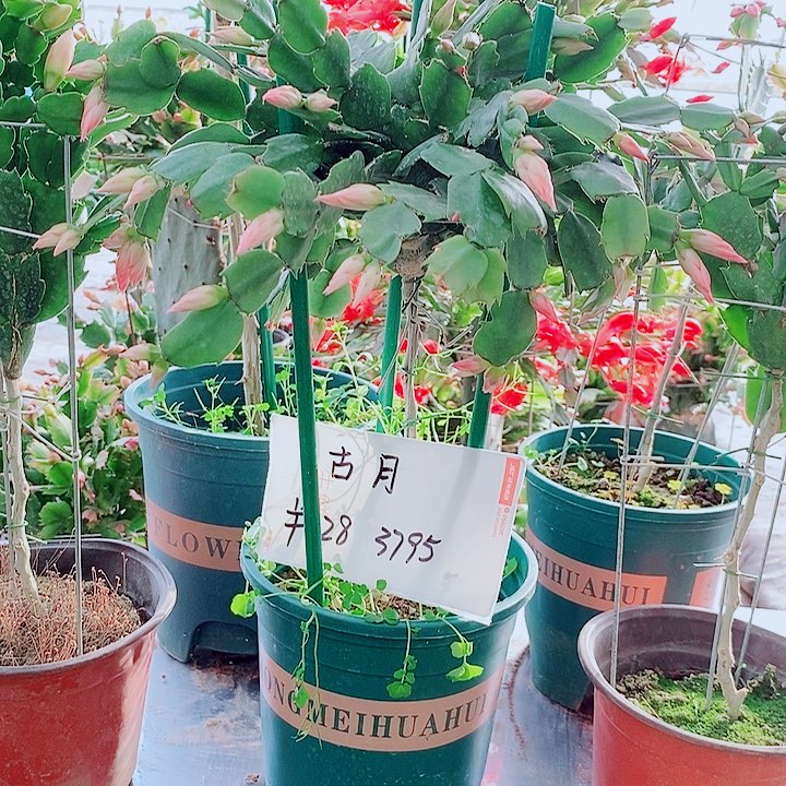 古***月无花朵叶仙嫁接一物一拍福利