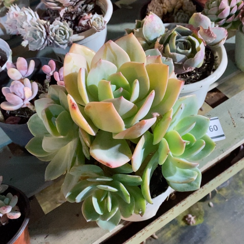 【闪购商品】瑞*白凤0760