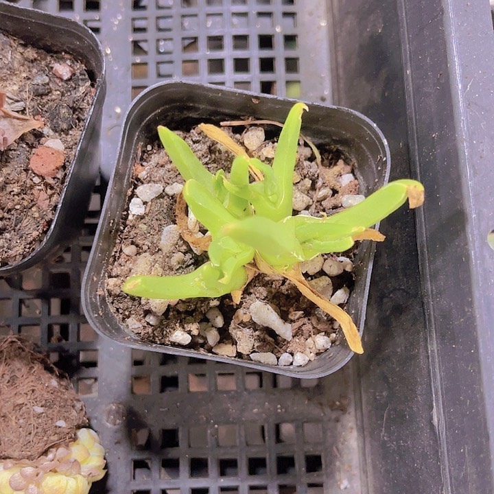 精品虾钳带盆土发