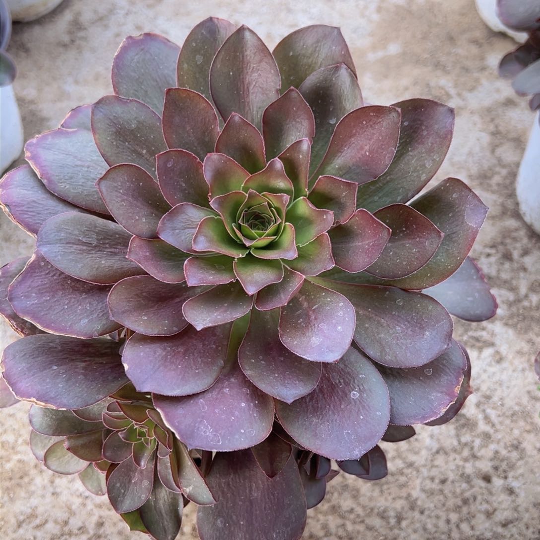 满18包邮魅金玫瑰手捧多肉植物