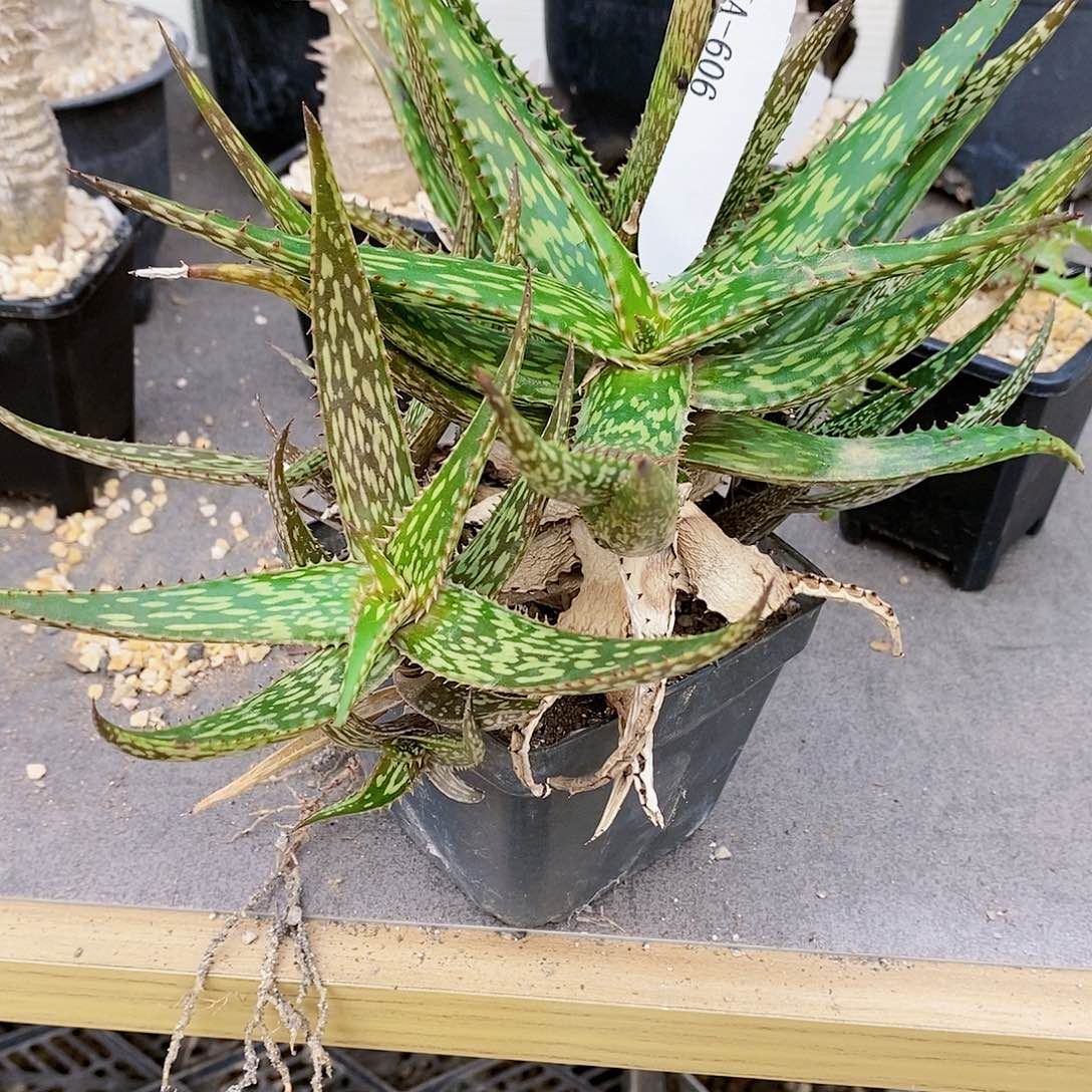 闪电芦荟。芦荟 多肉 