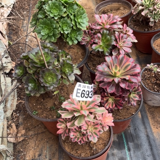 693五个法师不包断枝