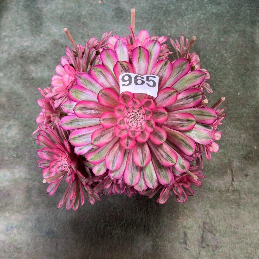 965！白月光法师多肉植物