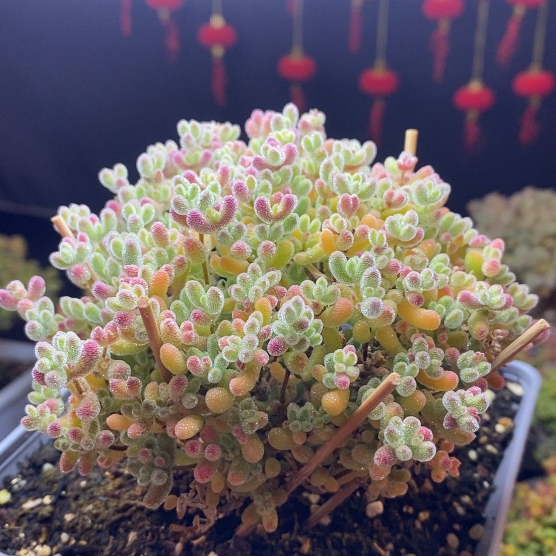 63号大冰晶枝干多肉