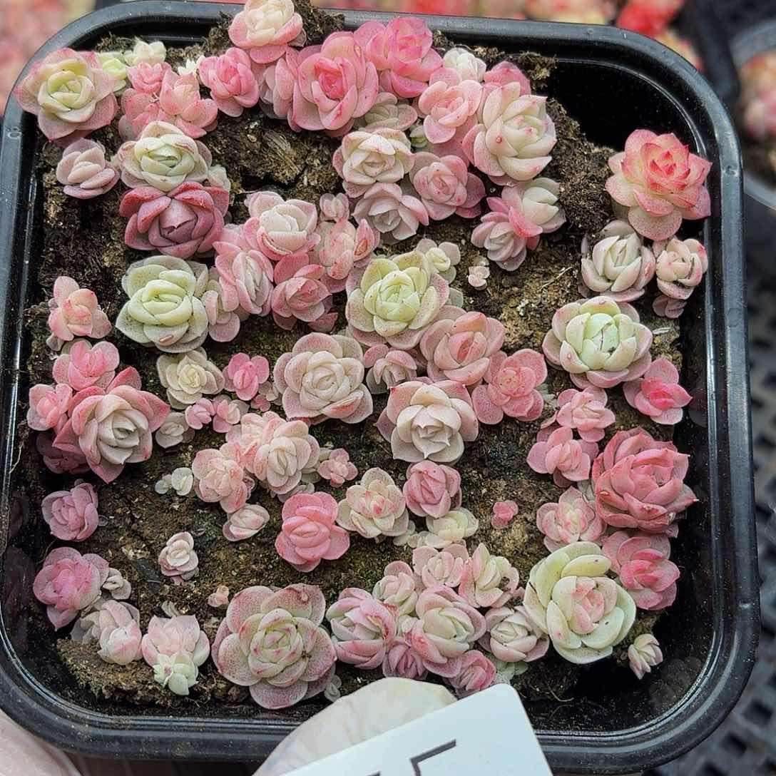 多肉植物多肉植物455