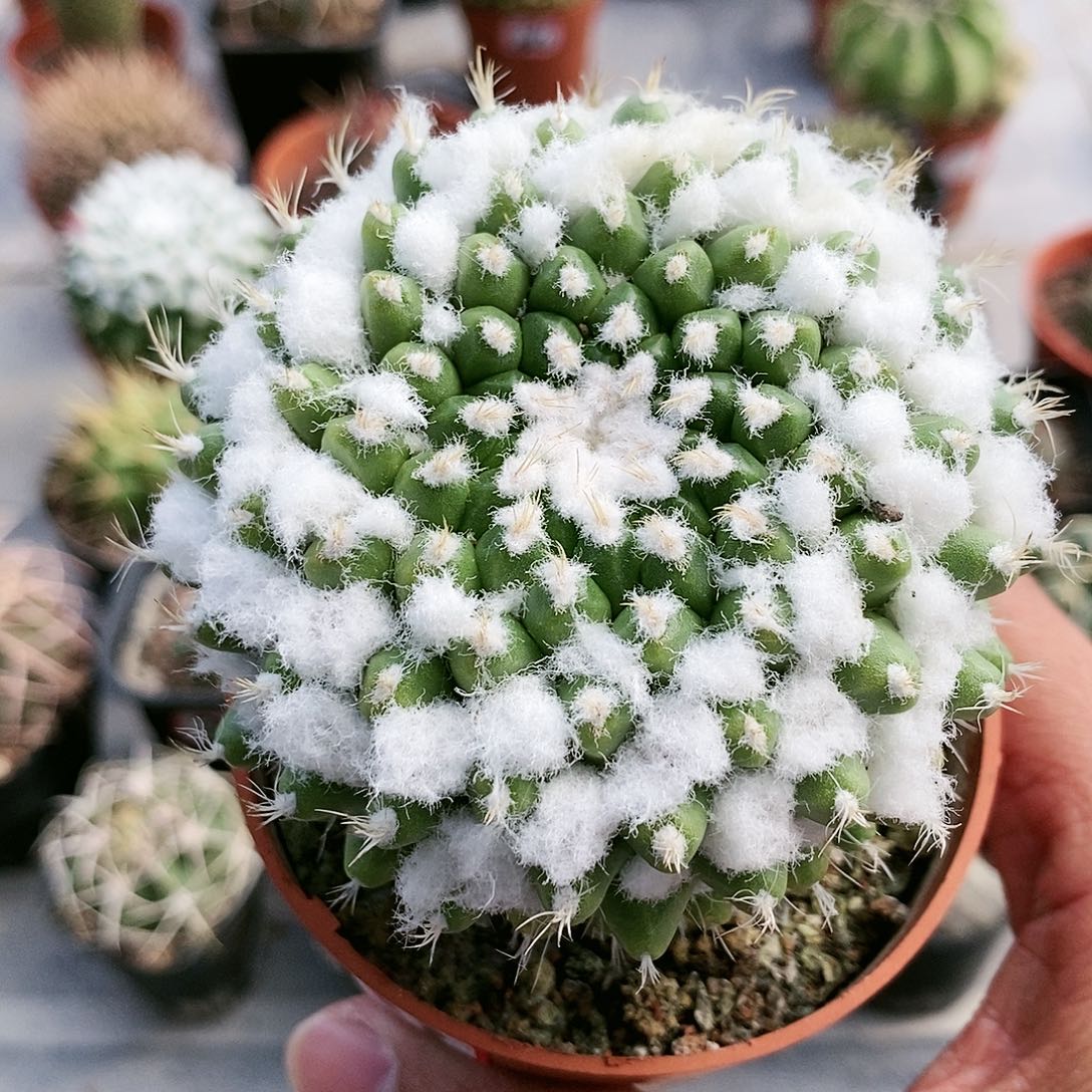 463浓白雪糕哈哈哈哈