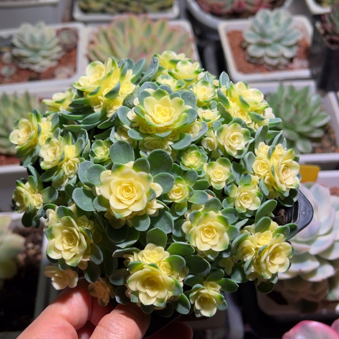 猫眼玫瑰锦，全锦