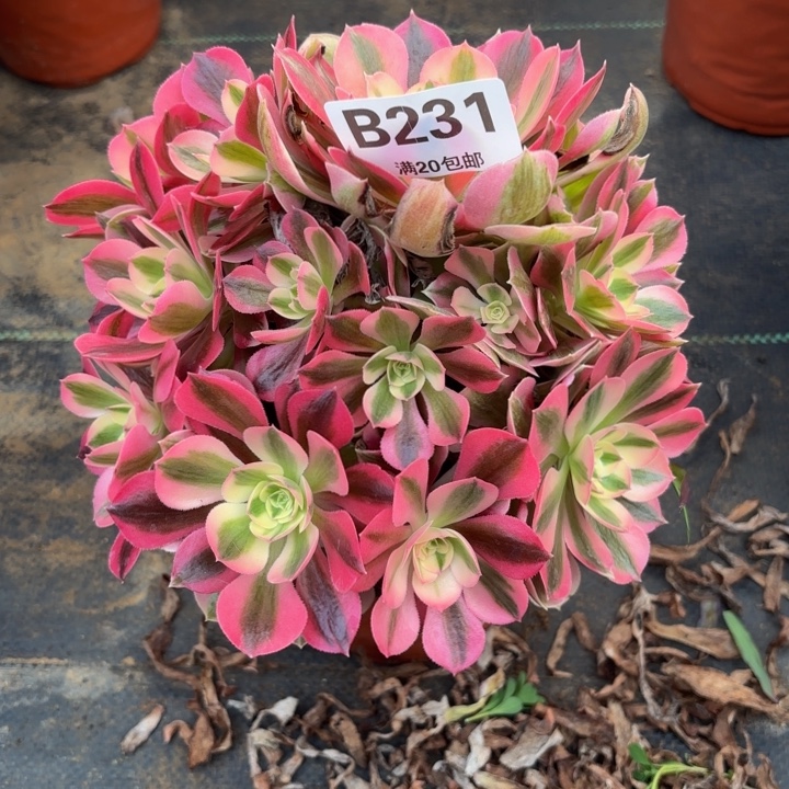 瑞妈，。。。。。231女巫，有断，