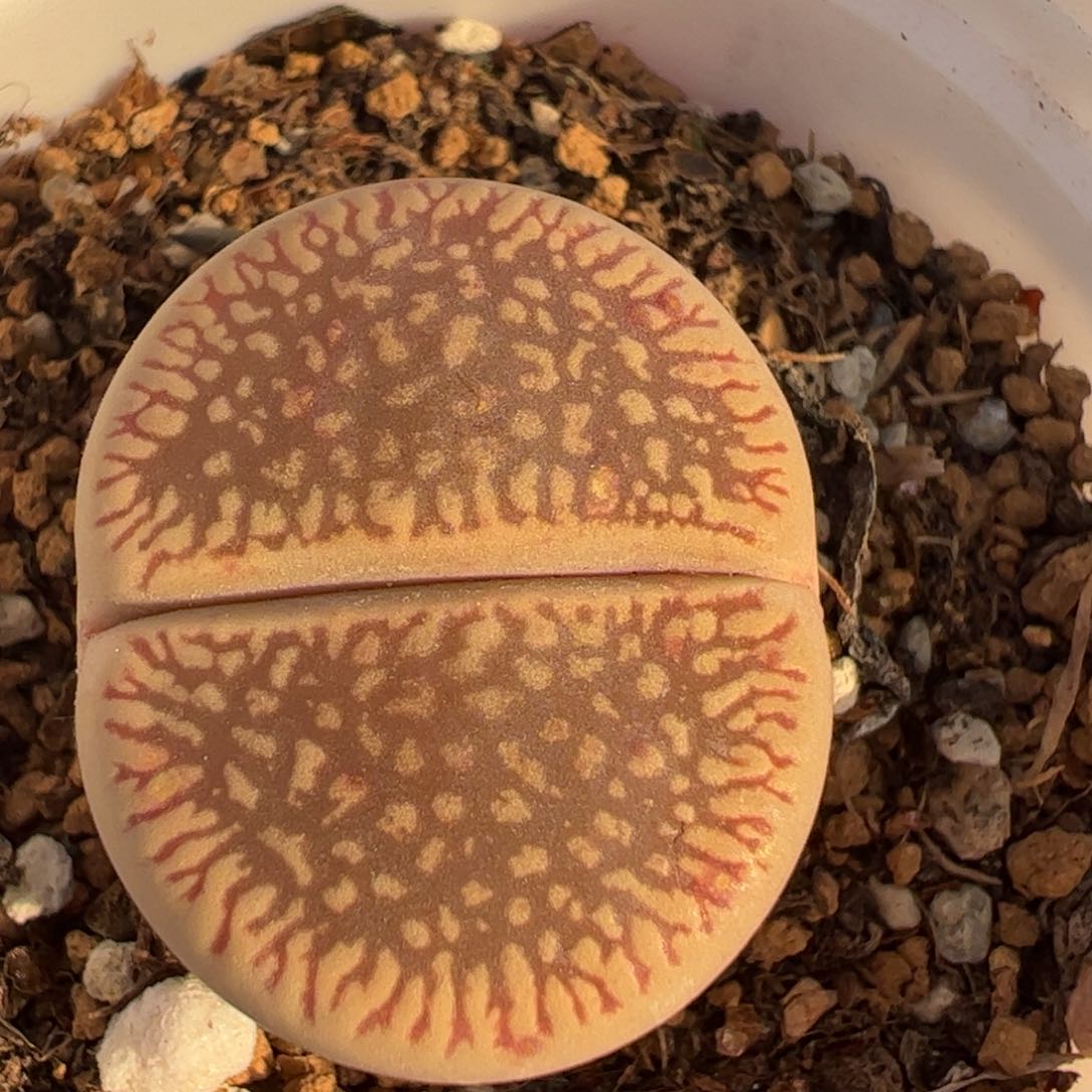 多肉植物百科356