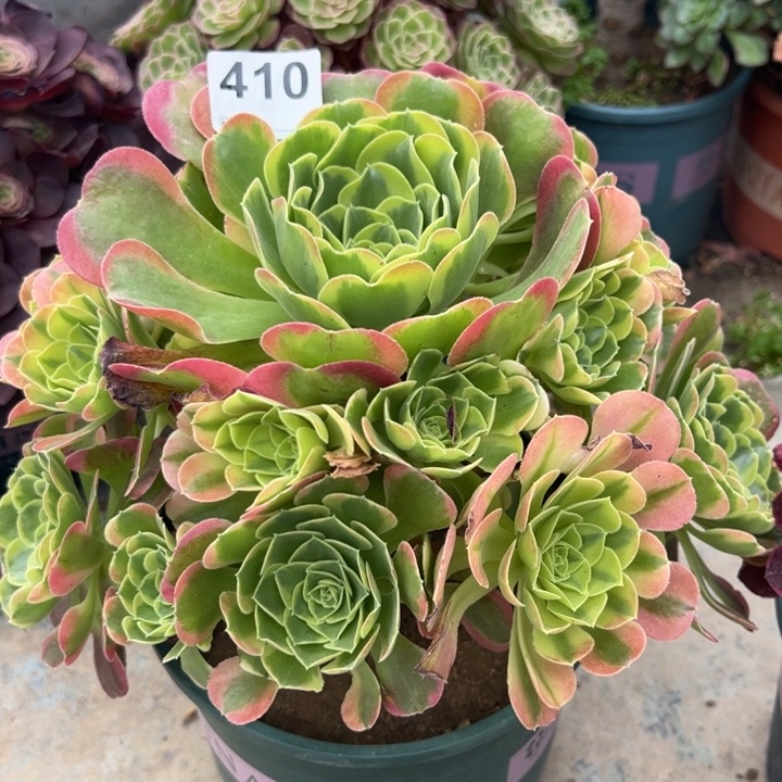 410特丝拉25厘米左右嫩庄