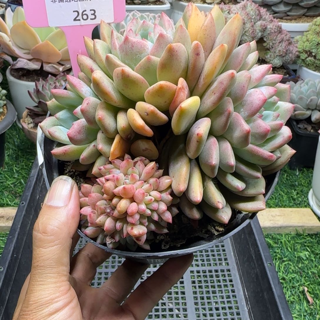 锦安精品多肉植物263