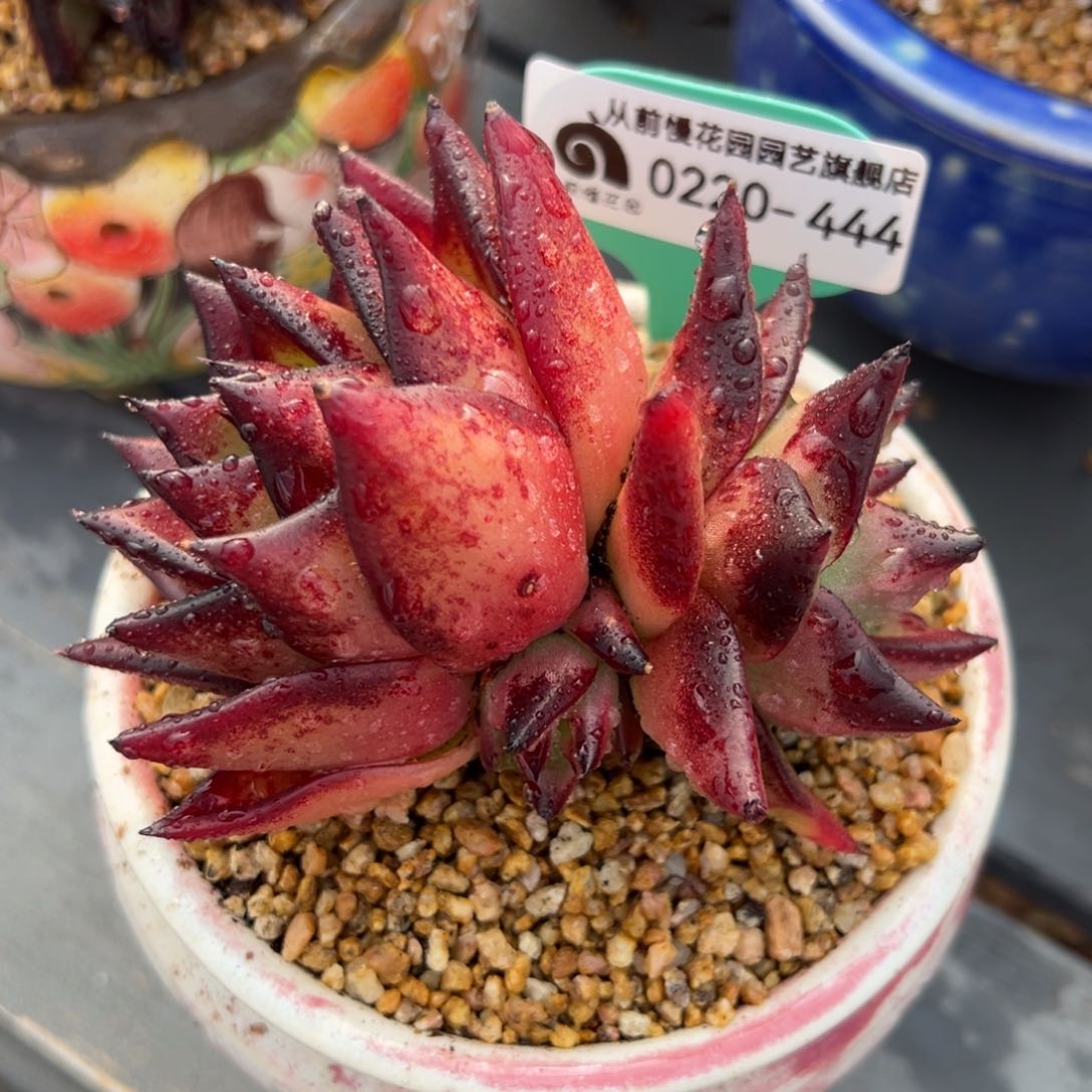 从前慢多肉精选编号0220.444